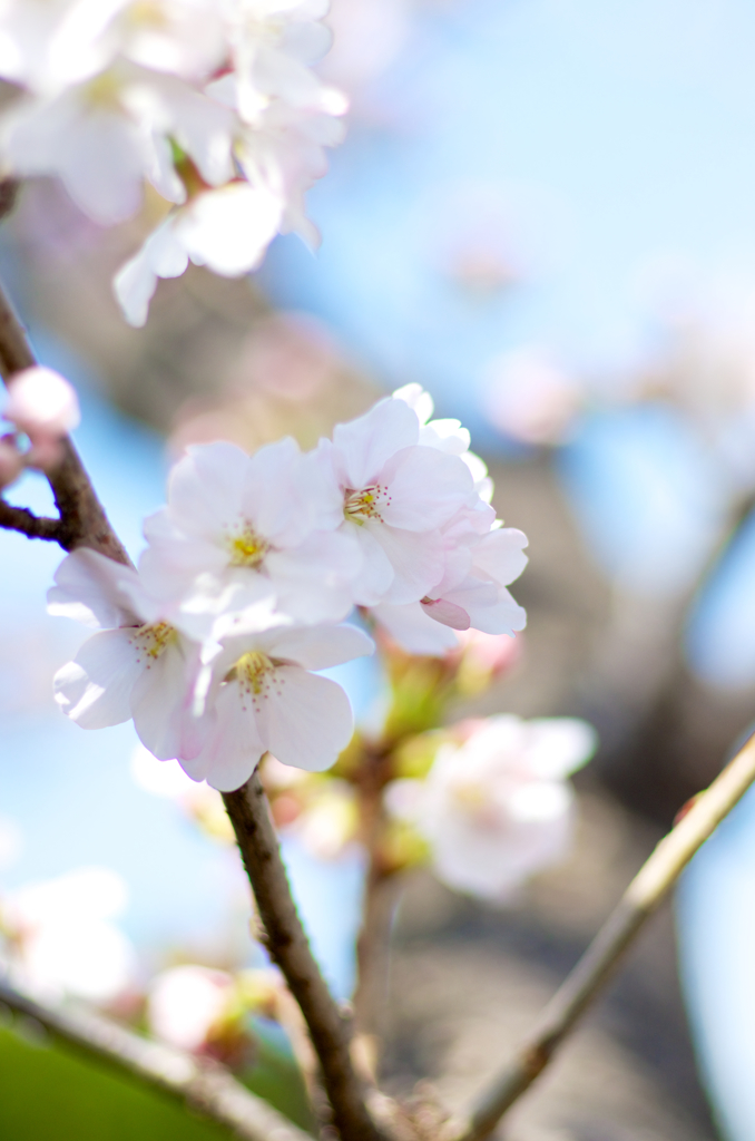 桜