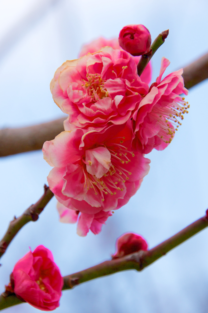 梅の花