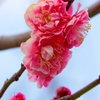 梅の花