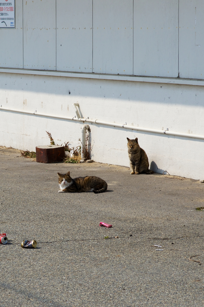 猫