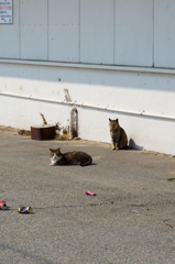 猫
