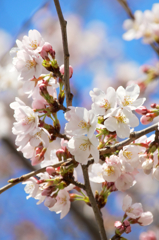 桜