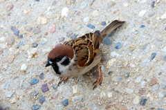 すずめ