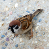 すずめ