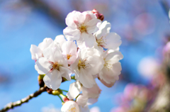 桜