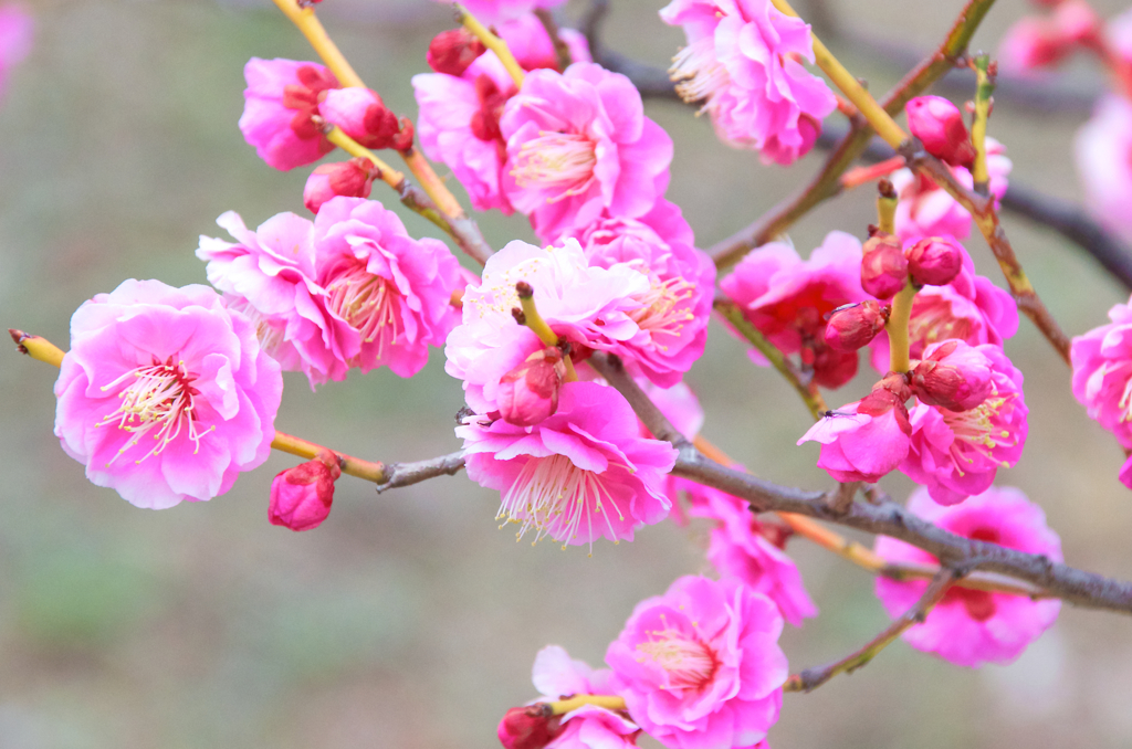梅の花
