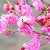 梅の花