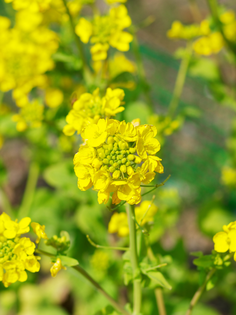 菜の花