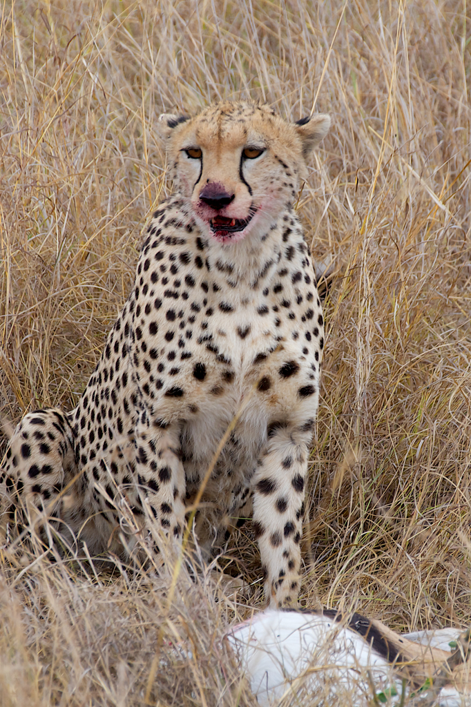 チーター