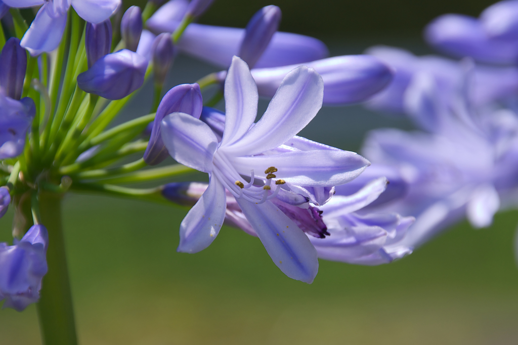 紫の花