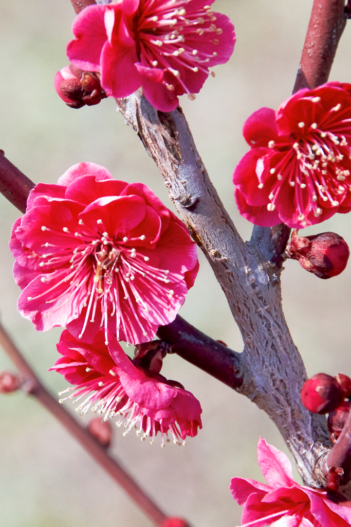 梅の花