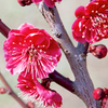梅の花