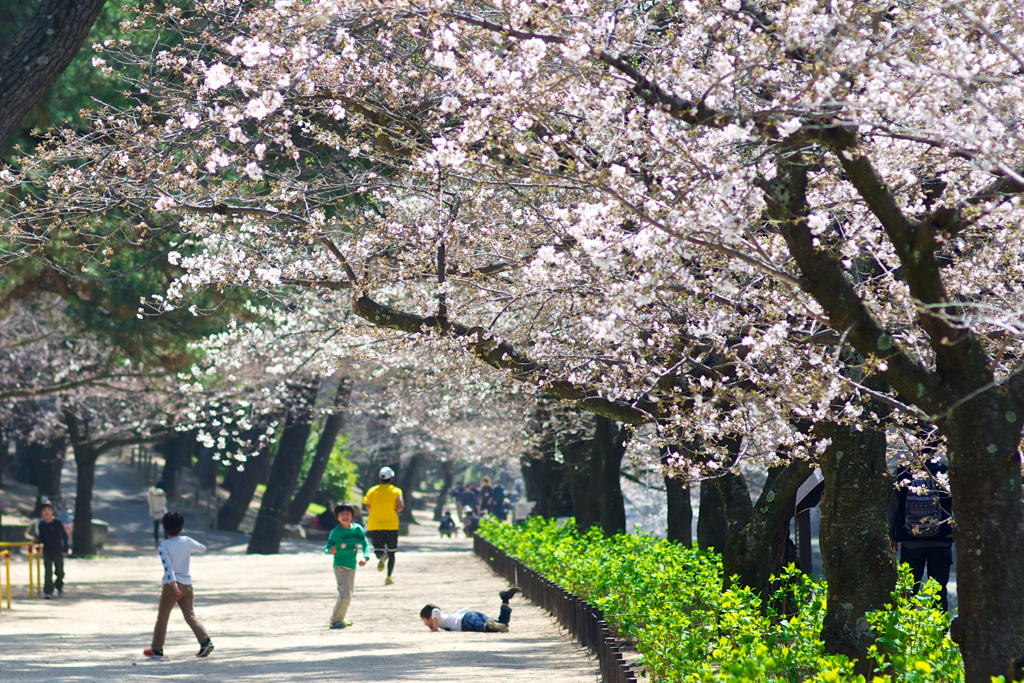 桜の木の下で