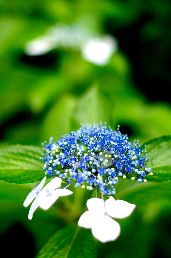 何の花？
