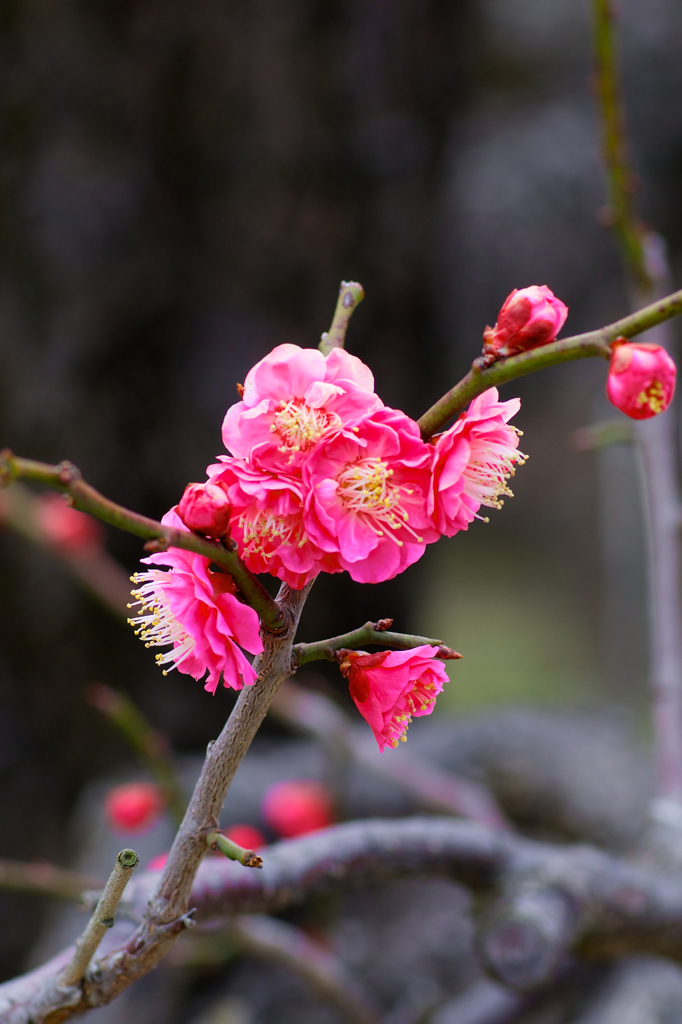 梅の花