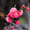 梅の花