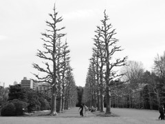 Gate of tree