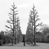 Gate of tree