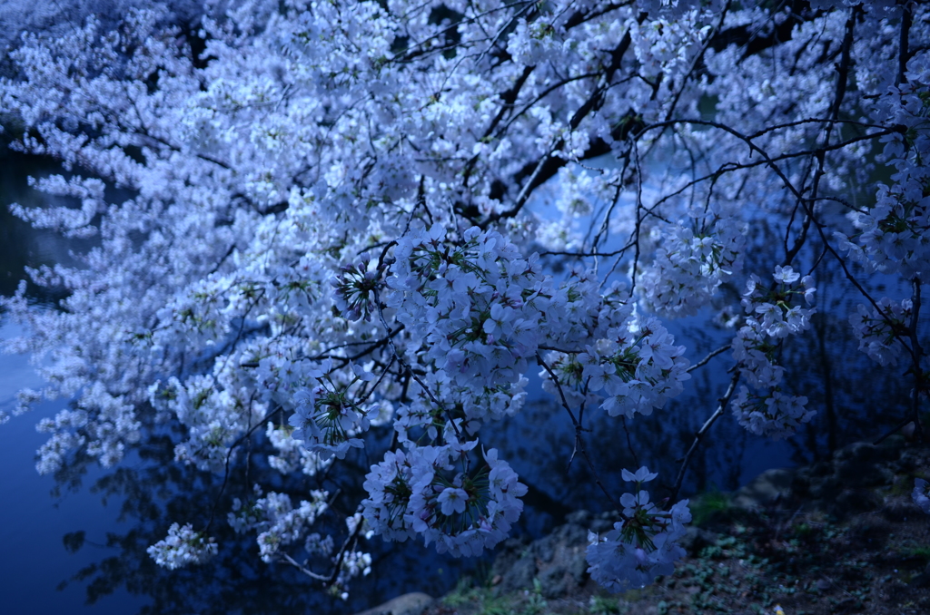 氷冷桜