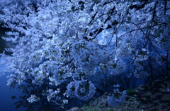 氷冷桜