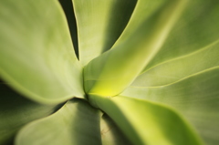 green flower