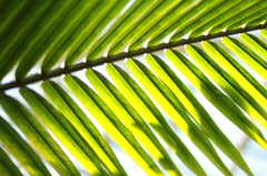 green label