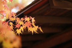 Autum leaves