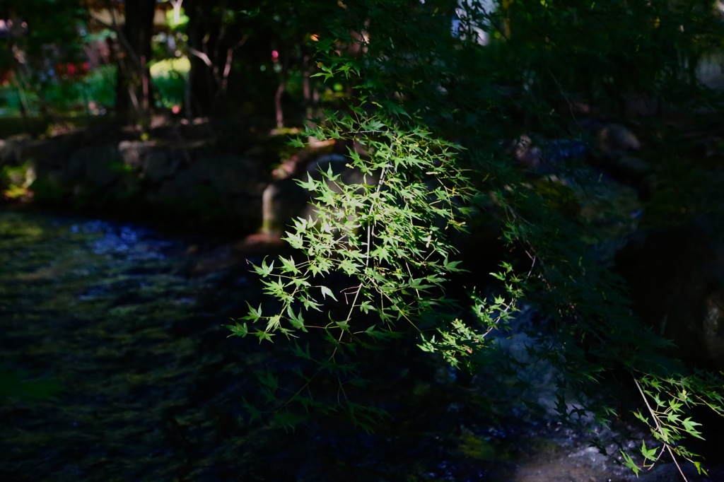 上賀茂神社　初夏の森にて　