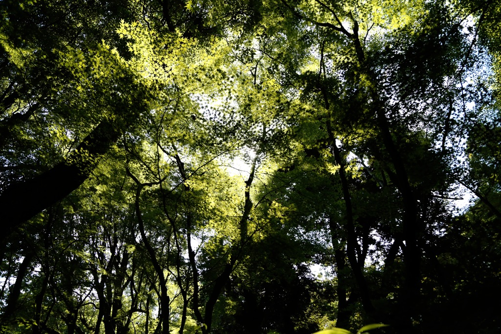 上賀茂神社　初夏の森