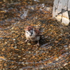 すずめの行水