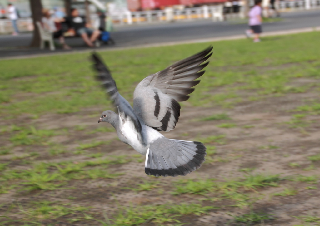 鳩の羽ばたき