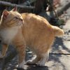島ねこ