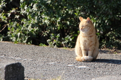 やさしい日差し