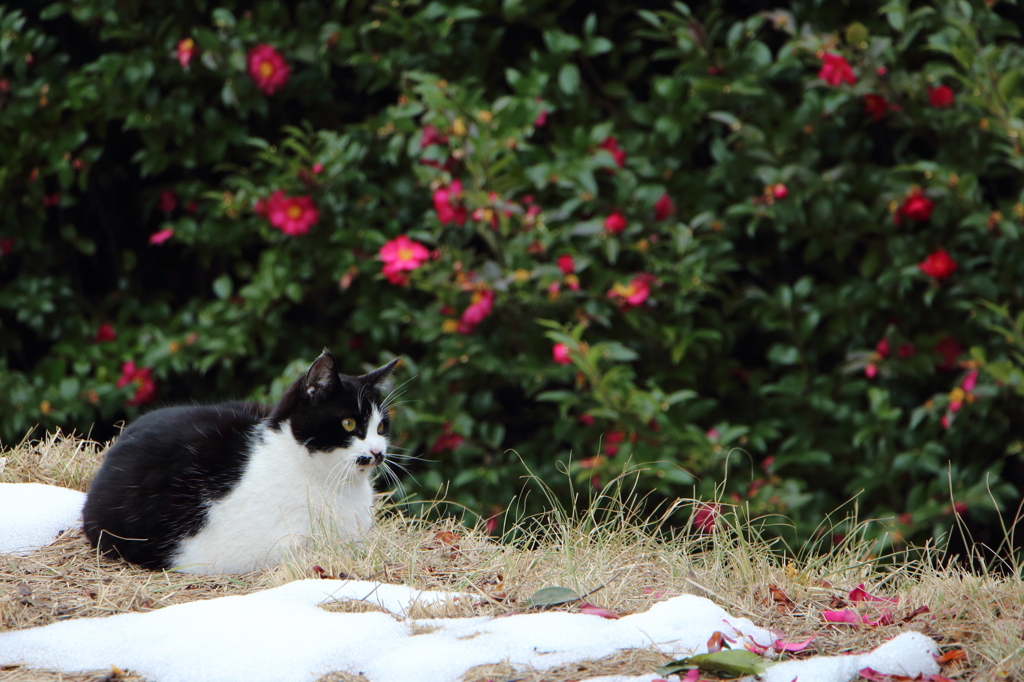 ～花〇雪～