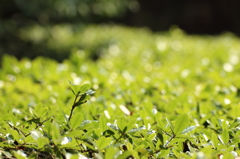 Green Carpet