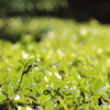 Green Carpet