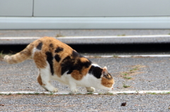 くんかくんか