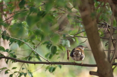 野鳥さん