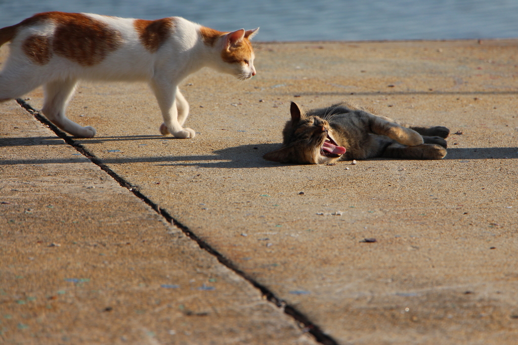 海辺の島ねこ
