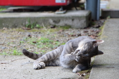 かいかい？