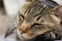 うたた寝