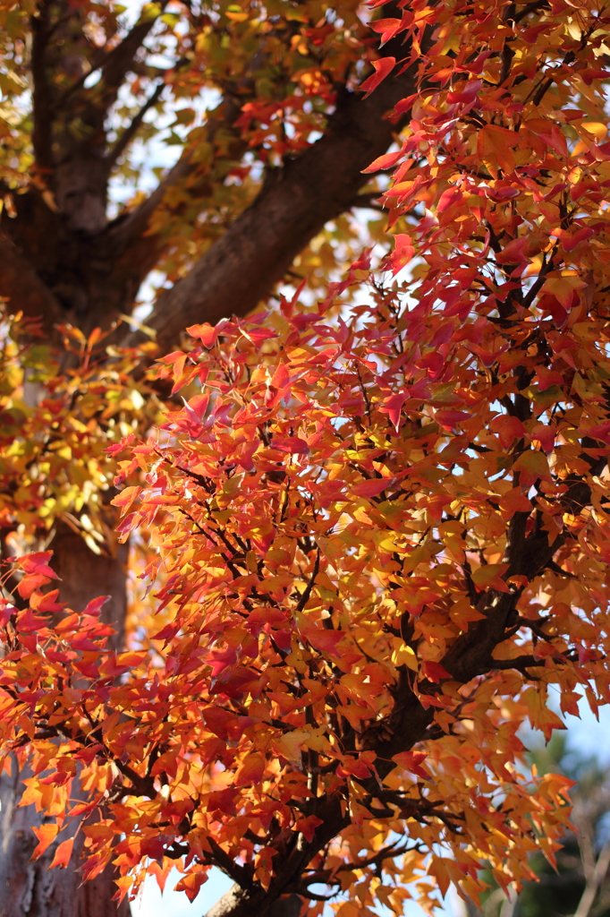 gradation