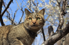 猫の日