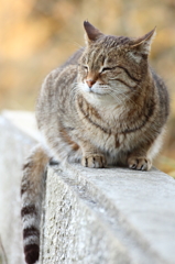 猫日和