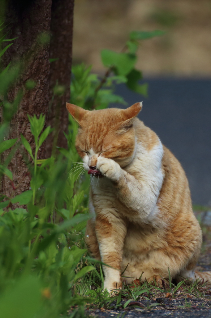 てへぺろ