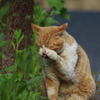 てへぺろ