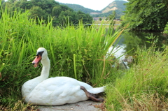 白鳥さん