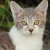 ねこ