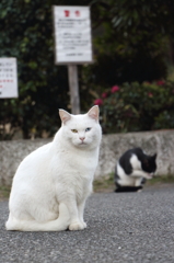 オッドアイに見つめられ...