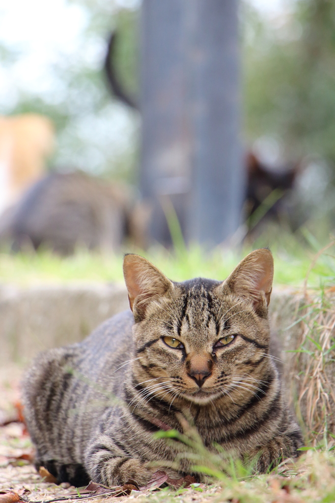 見張り猫